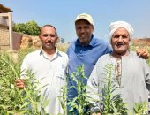 المحصول الذهبى نور غيطان الشرقية.. زراعة 15 ألف فدان سمسم بزيادة 231 فدانا عن العام الماضى.. يستخدم فى صناعة الحلويات والمخبوزات واستخراج الزيوت.. والزراعة: متوسط إنتاجية الفدان من 400 إلى 600 كيلو.. صور