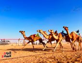 العلمين تحتضن سباق الهجن بمشاركة 1500 جمل.. عرس تراثى على رمال الساحل الشمالى