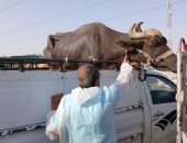 بيطرى الأقصر يحصن الماشية بالأسواق الأسبوعية ضد الحمى القلاعية.. صور