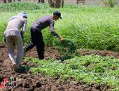 ملكة المائدة المصرية.. قصة الملوخية من الأرض إلى الأسواق