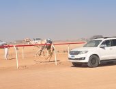 جمهور الهجن فى العلمين.. حضور جماهيرى يعكس شغف المصريين بتراث الصحراء