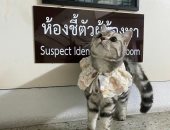قطة أمريكية "مجرمة" تتصدر صحف تايلاند بعد القبض عليها بطريقة كوميدية.. صور