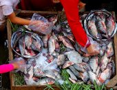 كيلو البلطى بكام؟... أسعار الأسماك بكفر الشيخ الجمعة 21 نوفمبر 2025