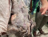 ضبط 3 أطنان أحشاء حيوانية غير صالحة للاستهلاك الآدمى فى أوسيم.. صور
