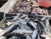 على كل شكل ولون.. انخفاض فى أسعار الأسماك بحلقة السمك بطنطا.. صور