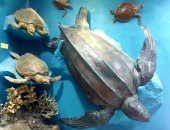 بـ 20 جنيه بس.. تعرف على متحف الأحياء البحرية بمعهد علوم البحار بالغردقة.. صور