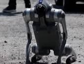 كلب روبوت يتجول فى شوارع المكسيك لنشر التوعية حول معاملة الحيوانات.. فيديو