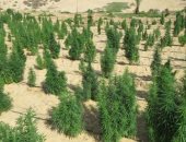 حرق حدائق الشيطان.. الداخلية تضبط أطنان مخدرات وتغلق مزرعة هيدرو بالإسماعيلية.. الأمن يلاحق تجار السموم من الصحراء إلى سماعة الصب ويصادر مخدرات قيمتها تقارب مليار جنيه.. خبراء: أجهزة ومعلومات دقيقة فى الرصد