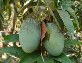 من الطفولة للكهولة.. حكايات أبناء الصوة مع حرفة جمع المانجو.. فيديو وصور