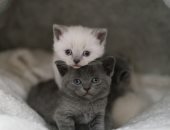 لو بتفكر تربى حيوان أليف.. 5 نصائح عليك معرفتها قبل تنفيذ القرار 