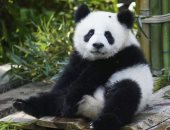 عيد ميلاد الباندا.. حديقة حيوان برلين تحتفل بمرور عام على ولادة توأم الباندا العملاقة