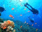 جنة تحت الماء.. إقبال أوروبى على رحلات السفارى لزيارة الجزر البحرية ومواقع الغوص بالبحر الأحمر