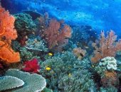 جنة تحت الماء.. إقبال أوروبى على رحلات السفارى لزيارة الجزر البحرية ومواقع الغوص بالبحر الأحمر.. مشاهدة كهوف الشعاب المرجانية والدلافين والقروش.. والأخوين والفنستون ووادي الجمال والشيلينات تجذب المحترفين.. صور