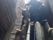 الأمن الإنساني.. الداخلية تنقذ قطة عالقة بمنور في المنوفية