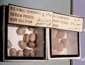 مقتنيات المتحف المصرى.. بذور الخروع والزيتون من العصر الروماني