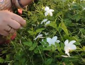 مسقط رأس محمد صلاح.. نجريج قرية برائحة الياسمين.. 40 فدانا يتم زراعتها بالزهرة العطرية.. العمال يجمعون الزهور فجرا وينقلونها للمصانع استعدادا للتصدير.. الكيلو بـ105 جنيهات ويصنع منها أجود أنواع العطور العالمية