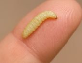 بعد اكتشاف أول حالة بأمريكا.. ما هي الدودة الحلزونية " آكله اللحوم الحية"