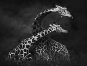 الأكثر عرضة للخطر.. مبادرة لجمع تبرعات للحفاظ على الحياة البرية 