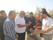 نجاح تجربة زراعة فاكهة "الدراجون فروت" فى الفرافرة لأول مرة.. صور