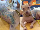 كلب حليق بـ"وشم التنين" على ظهره يثير جدلا فى معرض للحيوانات الأليفة
