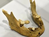 اكتشاف عظام فك عمرها 1.8 مليون عام في جورجيا