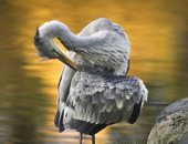 لقطات بديعة للطيور فى الطبيعة الساحرة