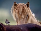 عالم الحيوان.. لقطات بديعة ديناميكية البرية الساحرة