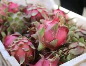 الوادى الجديد تنفذ تجربة زراعة أغلى الفواكه الاستوائية فى مصر.. سهل بركة بالفرافرة يشهد نجاح زراعة فاكهة "الدراجون فروت" لأول مرة.. والمحافظ يشهد جنى البشاير ويطلق مبادرة للتوسع فى زراعة المحصول.. صور