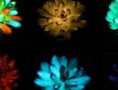 بتنور فى الظلام.. علماء يطورون نباتات عصارية مضيئة قد تستبدل مصابيح الشوارع