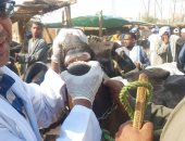 فرق الطب البيطرى بالأقصر تحصن الماشية بالأسواق الأسبوعية ضد الأمراض الوبائية.. صور