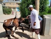 تحصين 55377 رأس ماشية ضمن حملات بيطرية فى الإسماعيلية