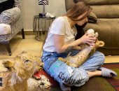 تفاصيل سرقة نمر أبيض نادر من المدربة أنوسة كوته وبيعه فى الإسكندرية.. فيديو 