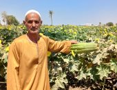 بشاير الخير.. الزوامل عاصمة زراعة اللوف في الشرقية.. فيديو