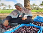 انطلاق حصاد البلح بمدينة القرين.. بلد المليون نخلة فى الشرقية.. فيديو