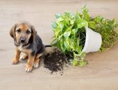 5 نباتات منزلية جميلة لكنها خطر على الحيوانات الأليفة.. الصبار الأبرز