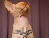 قبل ما تفكر تطبقها.. اعرف أضرار رسم التاتو على جلد الحيوان الأليف