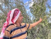 من الصحراء إلى الحياة.. "تفاحة" بئر العبد تروي ملحمة الزراعة في سيناء.. تحولت من أرض قاسية التضاريس إلى سلة غذاء خصبة.. تحتضن مزارع الزيتون والخضروات والفواكه.. تفتح أبواب الاستثمار وتوفر فرص عمل للشباب