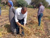 إنتاجية الفدان تصل لـ1.7 طن.. انطلاق موسم حصاد الفول الصويا فى المنيا.. صور