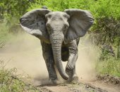 قصص غريبة عن السفر..اليابان تحاكى بركان بـAI وسائح يسكب البيرة فى خرطوم فيل