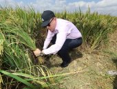 محافظ كفر الشيخ يشهد انطلاق موسم حصاد الأرز على مساحة 257 ألف فدان.. صور