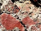 عمرها 9500 عام.. أرضية حمراء لمبنى يكشف عن حياة طقسية للمزارعين الأوائل