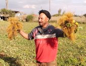 شتلات الفراولة من القليوبية لجميع المحافظات.. أحد المزارعين: ننتج نوع الفريجو وهو غير مكلف ويحقق هامش ربح.. التخزين يتم فى مجموعات الواحدة 25 شتلة والكرتونة تضم 2000 شتلة.. ونستهدف تخفيف الاستيراد.. فيديو