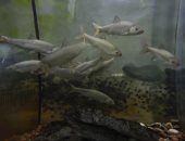 محمية بحرية بأنهار الصين.. الحفاظ على الأسماك النادرة والحيوانات البحرية