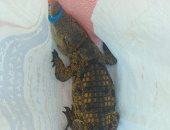 العثور على تمساح بشاطئ أبوتلات فى الإسكندرية.. والمحافظة تسلمه لـ"البيئة" 