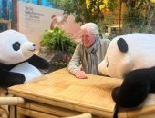 حسين فهمى يمازح جمهوره بمناقشة فنية مع زوج من الباندا بمهرجان شينجدو