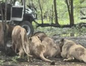 7 أسود تلتهم حارس حديقة حيوان أمام الزوار.. تفاصيل 15 دقيقة من المأساة