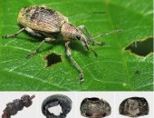 قلادة الخنفساء هدية لطفل متوفى منذ أكثر من 2500 عام فى بولندا.. ما القصة؟