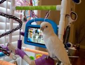 هواتف للكلاب وشاشات لمس للببغاء.. علماء يطورون وسائل تواصل للحيوانات