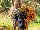 حياني يا بلح حياني.. موسم الرزق والخير