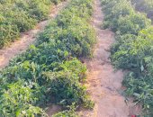 شمال سيناء تستعيد خُضرتها.. الزيتون يكسو رمال الشيخ زويد والعريش.. فرص عمل وأمن غذائى.. المحاصيل تنوعت لتشمل التفاح والخوخ والتين والخضراوات بأنواعها.. وجهود الدولة لا تتوقف لدعم المزارعين وتوفير الخدمات.. صور